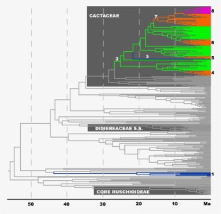 Time-calibrated Phylogeny Of The Cacti And Their Relatives - Diagram