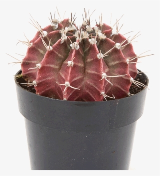 Gymnocalycium Purple Moon Cactus - Hedgehog Cactus