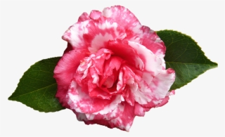 Camellia, Flower, Spring - Pink Camellia Flower Png