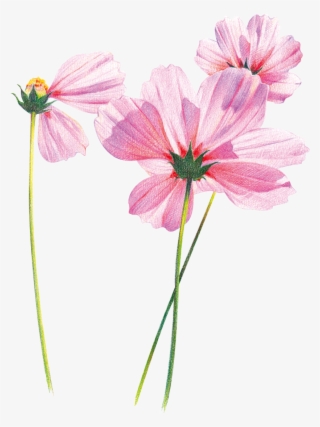 Hand Painted Flowers Free Psd Image - Flores Con Tallo En Colores