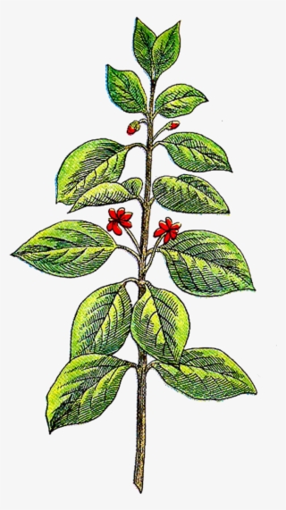Herb