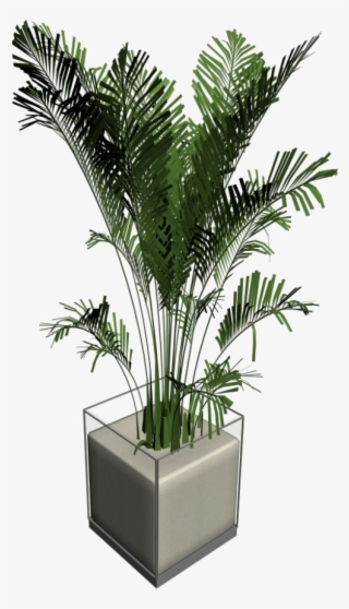 House Plant Palm Tree - Tischpflanze Png