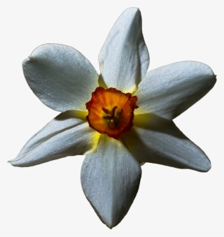 Transparent 'white Lily' - Flowers With Black Background