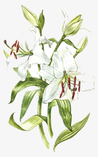 White Lily - White Lily Watercolor