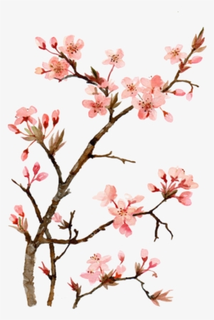 Twig Drawing Cherry Blossom - Japanese Cherry Blossom Flower Painting