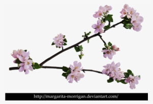 Branch Of Apple Blossoms By Margarita-morrigan - Apple Tree Blossoms Png