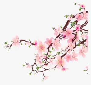 Cherry-blossoms 1