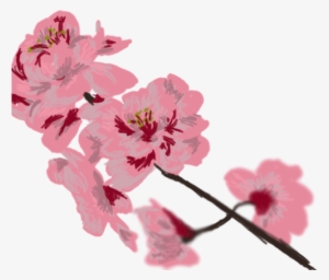 4y - Cherry Blossom