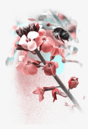 Web Design0 - Cherry Blossom