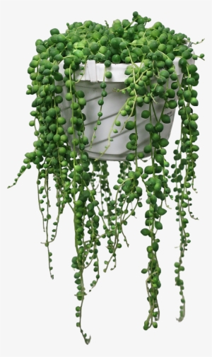 String Of Pearls