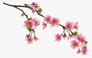 0 116076 289f8f50 Orig - Cherry Blossoms Branch Png