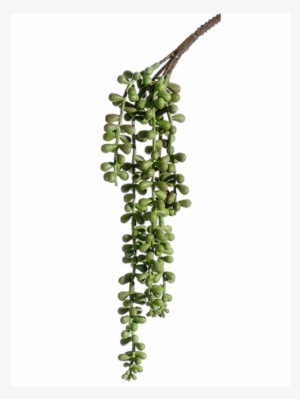 13" Soft String Of Pearls Spray Green - Hanging Hand Drawn Plants