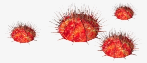 Sea Urchin Whalebite - Sterechinus Neumayeri