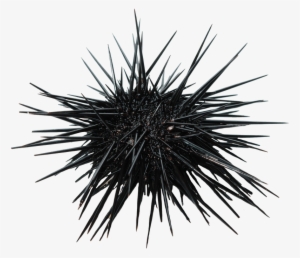 Sea Urchin Black And White