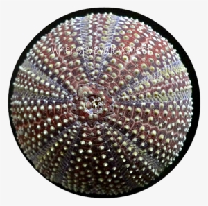 Fossil Sea Urchins - Wallpaper