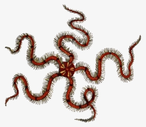Transparent Worm Sea - Brittle Star Png