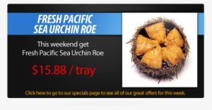 Sea Urchin Sale » Sea Urchin Sale - Diana's Seafood Delight