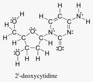 2'-deoxycytidine Contains Seven Heteroatoms - Drawing