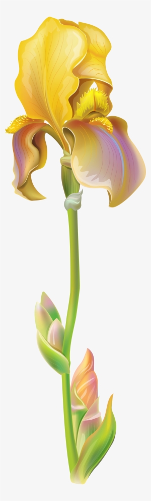White Iris Flower Png