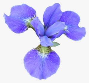 Flower - Iris Flower Png