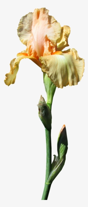 Iris Yellow Stem - Photograph