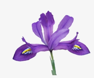 Png, Scentsational2 - Iris Versicolor Transparent