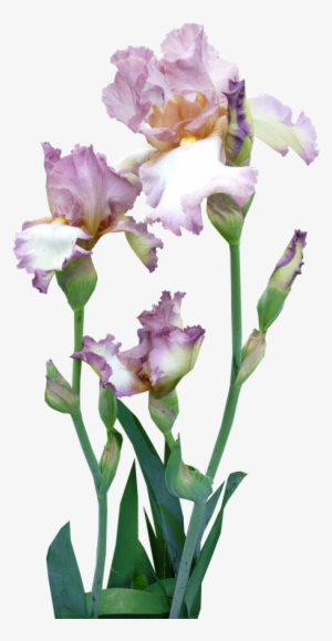 Iris,plant,mauve,pink - Iris With Transparent