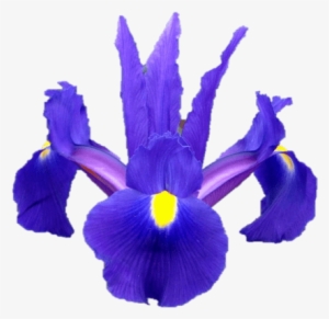 Iris × Hollandica