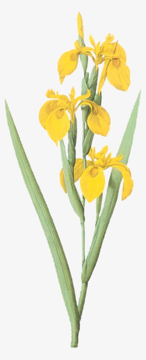 iris drawing botanical illustration - yellow flag iris drawing