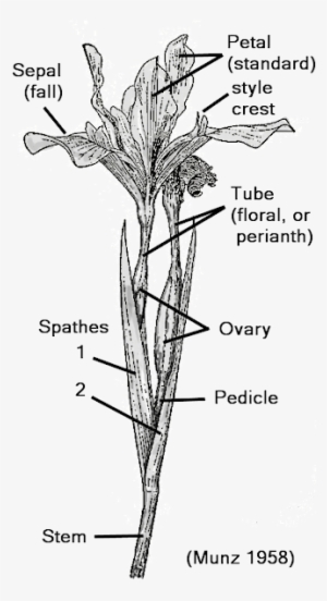 Distinguishing Flower Parts - Main Features Of A Flower