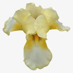 Tom Ford Orchid Soleil Png
