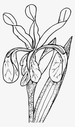 Big Image - Coloring Page