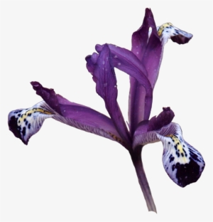 Png, Spoton2 - Iris Versicolor