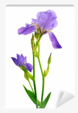 Beautiful Iris Flower Isolated On The White Wall Mural - Algerian Iris