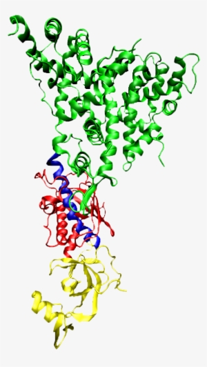 2ffl By Domain Transparent - Dicer Protein