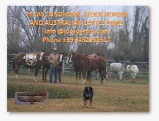 Texas Longhorn, Stock Horses And Australian Cattle