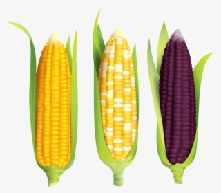 Maize