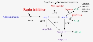 Renin-anigotensin System And Potential Steps Of Blockage - Renin Inhibitors Mechanism Of Action
