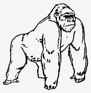 Gorila Big Image Png - Gorilla Drawing