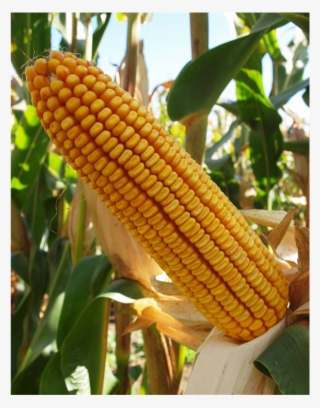 Corn At Physiological Maturity After Treatment With - Corn Kernels