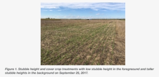 The Winter Hardy Cover Crop Was Terminated With Roundup - Field