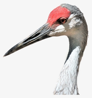 Learn More - Sandhill Crane