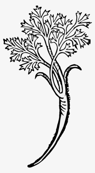 Carrot