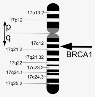 Location Of Brca1 On Chromosome - Brc1 Gene Chromosome 17
