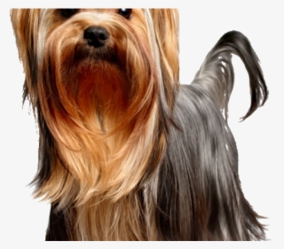Yorkies Clipart Yorkie Dog - Yorkshire Terrier Png