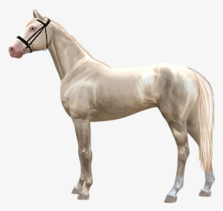 Home - Stallion