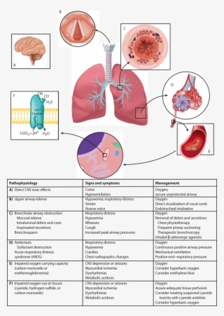 Occupational And Environmental Toxins - Diagram