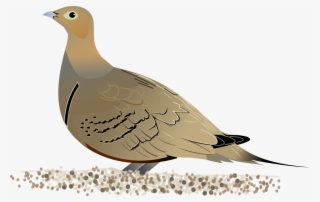 Christian Dove Clipart - Sand Grouse Diagram