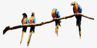 Parrots, Branch, Isolated, Parrot, Bird, Plumage, Birds - Macaw