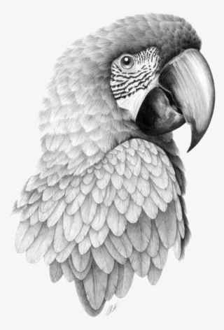 Parrot Bird Pencil Sketch Head Transprent Png - Parrot Drawing Realistic